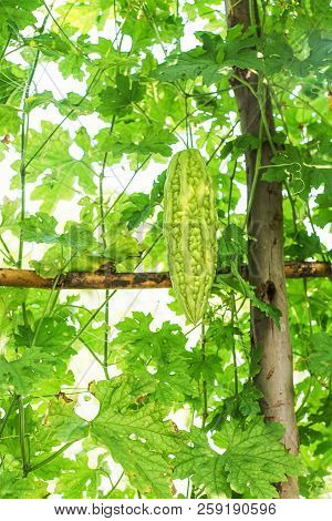 Bitter Gourd On Tree With Bright White Sky