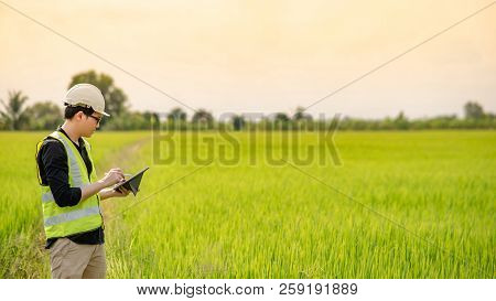 Young Asian Male Agronomist Or Agricultural Engineer Observing Green Rice Field With Digital Tablet 