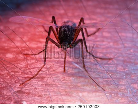 3d rendered medically accurate illustration of a mosquito on skin