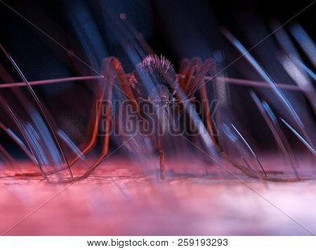 3d rendered medically accurate illustration of a mosquito on skin