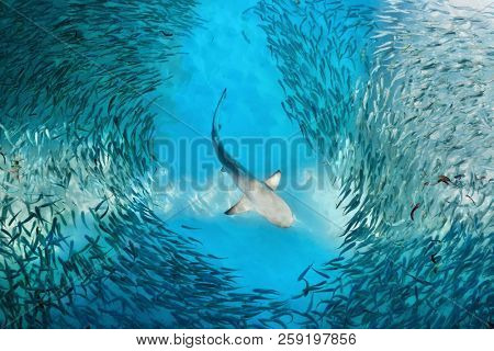 Shark and small fishes in ocean - nature background