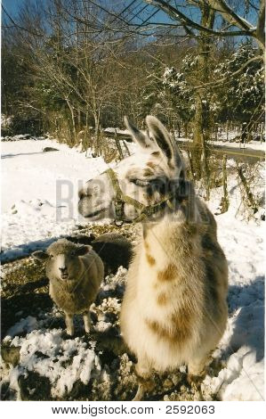 Lama řasy 1