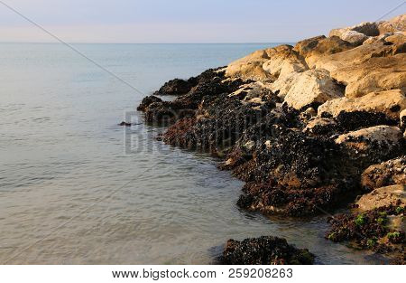 Sea And Black Mussels On The Rocks In Summer