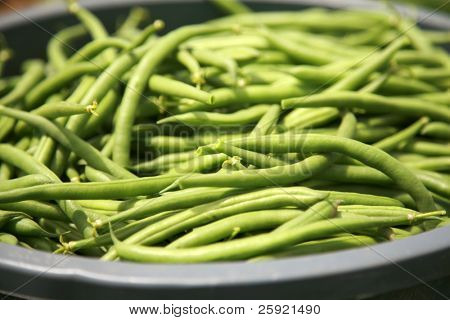ถั่วสดเก็บเกี่ยว