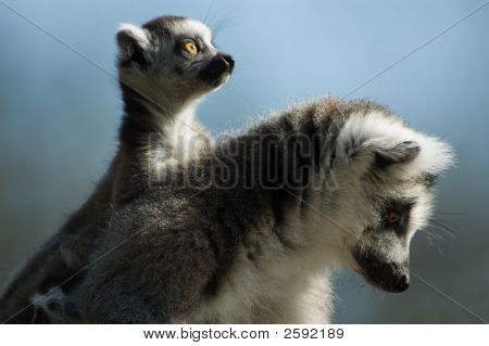 Bébé lémur catta