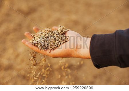 The Hands Of A Farmer Close-up Holding A Handful Of Wheat Grains. Copy Space. Rural Meadow. Rich Har