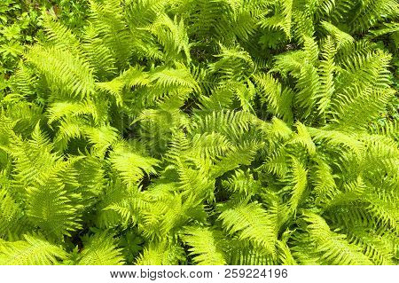 Nephrolepis Exaltata (the Sword Fern) - A Species Of Fern In The Family Lomariopsidaceae