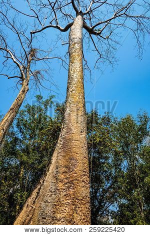 Giant Tree With Blue Sky In Ta Phom Temple Siem Reap Cambodia,wonder Of The World