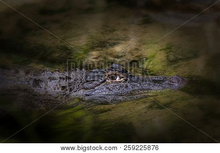 Alligator Or Crocodile Concept. Eye Of Alligator And Teeth On Head. Eye Is Bright Golden Beautiful C