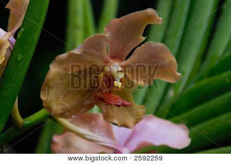 Vanda orchidea