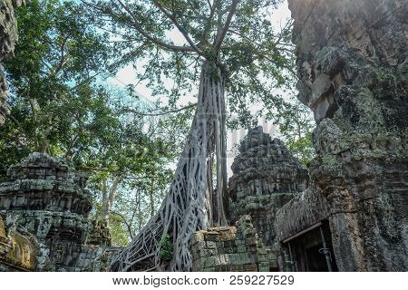Giant Tree With Blue Sky In Ta Phom Temple Siem Reap Cambodia,wonder Of The World
