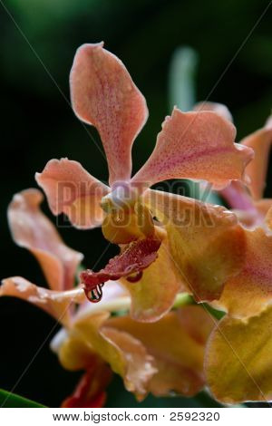 Vanda orchidea