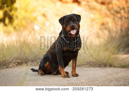Beautiful Big Dog Breed Rottweiler For A Walk Autumn