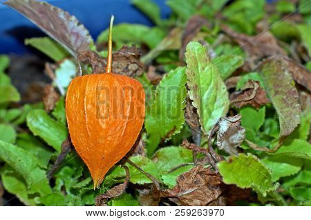 Physalis Alkekengi, Orange Lanterns Of Physalis Alkekengi Among Green Leaves