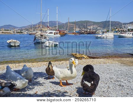 Bodrum, Turkey - July 5, 2018. Boats Moored At Kumbahce Bay With A Group Of Ducks In The Foreground.