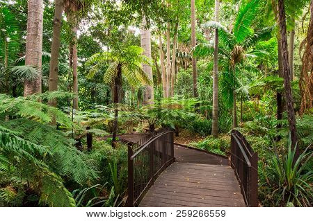 Path Through The Fern Gully Of The Royal Botanic Gardens In Melbourne.