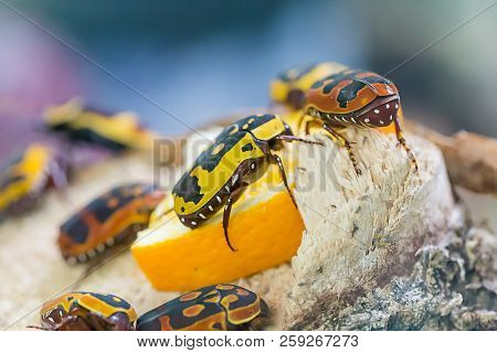 Black And Yellow Scarab Beetle Pachnoda Aemula On Nature Background