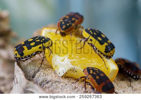 Black And Yellow Scarab Beetle Pachnoda Aemula On Nature Background