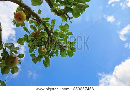 Branch With Pears Isolated On Blue Sky. Garden Background.