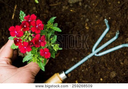 Hand Inserting Plant Into The Soil Close Up