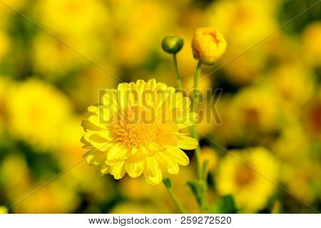 Chrysanthemum Indicum Linn Flowers. Or Chrysanthemum Morifolium Ramat Flowers In Plantation