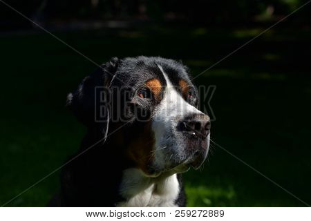 Great Swiss Mountain Dog, Proud Male Head.