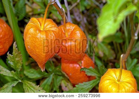 Physalis Alkekengi, Orange Lanterns Of Physalis Alkekengi Among Green Leaves