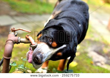 Greater Swiss Montain Dog Drinking Water During Hot Day.