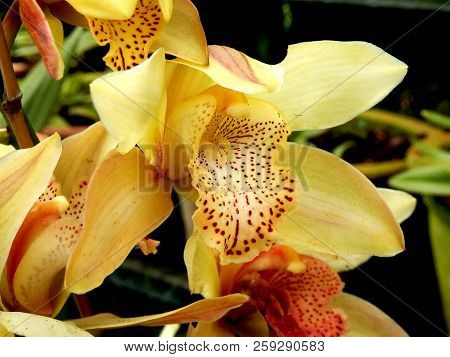 Close Up Of A Pale Yellow Cymbidium Orchid With Speckled Labellum, Taken On The Island Of Madeira