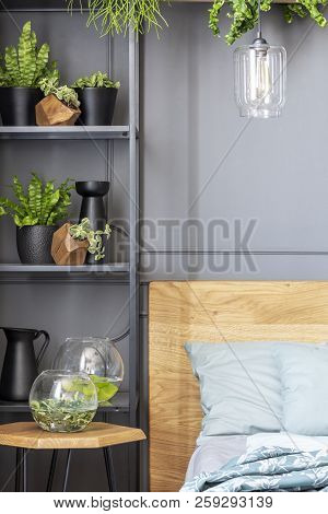 Close-up Of Shelves With Plants And Glass Bowls Next To A Bed