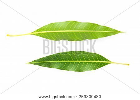 Font And Back Of Green Leaf On White Background, Mango Leaf
