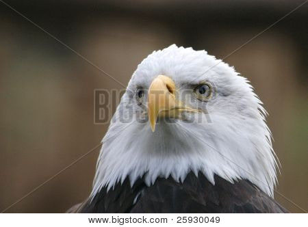 Orel bělohlavý (Haliaeetus leucocephalus), státní znak Spojených států.