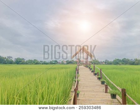 The Soft Focus Images Of Bamboo Bridges In Beautiful Green Rice Paddies.