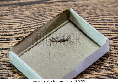 Insect Feeding On Paper - Silverfish. Pest Books And Newspapers. Silverfish In A Matchbox.