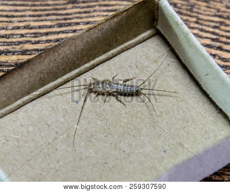 Insect Feeding On Paper - Silverfish. Pest Books And Newspapers. Silverfish In A Matchbox.