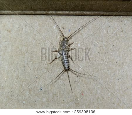 Insect Feeding On Paper - Silverfish. Pest Books And Newspapers. Silverfish In A Matchbox.
