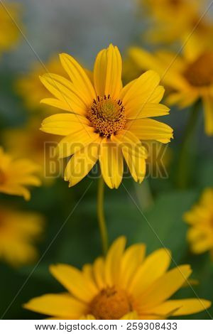 False Sunflower Dauer Gold - Latin Name - Heliopsis Helianthoides Dauer Gold