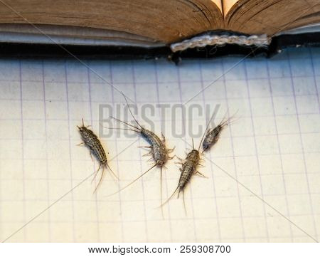 Insect Feeding On Paper - Silverfish. Pest Books And Newspapers. Silverfish Of Several Pieces Near T
