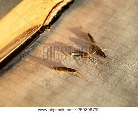Insect Feeding On Paper - Silverfish. Pest Books And Newspapers. Silverfish Of Several Pieces Near T
