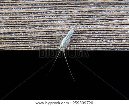 Insect Feeding On Paper - Silverfish. Pest Books And Newspapers. Silverfish On The Edge Of A Wooden 