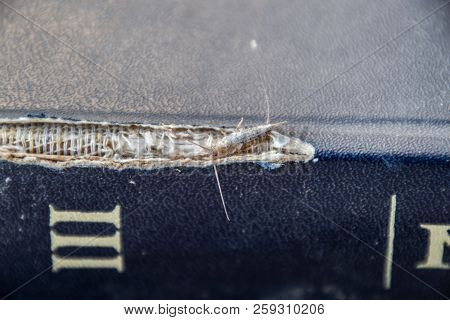 Lepisma On The Tattered Cover Of An Old Book. Insect Feeding On Paper - Silverfish, Lepisma. Pest Bo