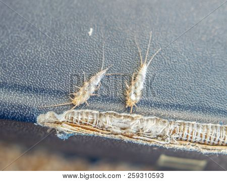 Lepisma On The Tattered Cover Of An Old Book. Insect Feeding On Paper - Silverfish, Lepisma. Pest Bo