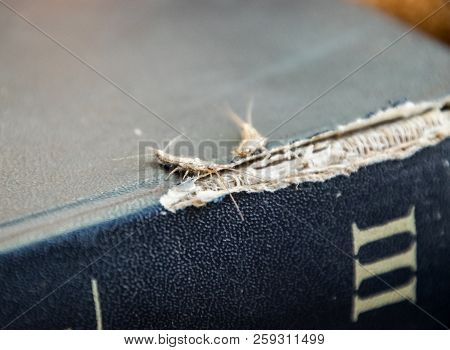 Lepisma On The Tattered Cover Of An Old Book. Insect Feeding On Paper - Silverfish, Lepisma. Pest Bo