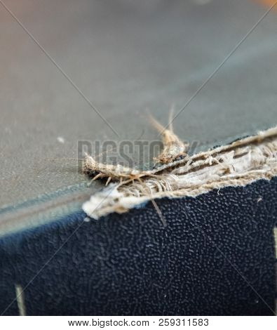 Lepisma On The Tattered Cover Of An Old Book. Insect Feeding On Paper - Silverfish, Lepisma. Pest Bo