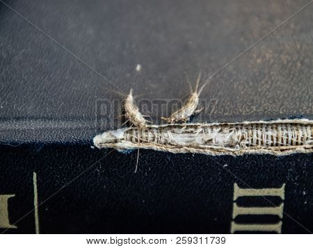 Lepisma On The Tattered Cover Of An Old Book. Insect Feeding On Paper - Silverfish, Lepisma. Pest Bo