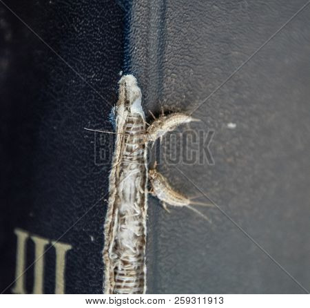 Lepisma On The Tattered Cover Of An Old Book. Insect Feeding On Paper - Silverfish, Lepisma. Pest Bo
