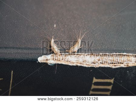 Lepisma On The Tattered Cover Of An Old Book. Insect Feeding On Paper - Silverfish, Lepisma. Pest Bo