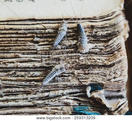 Silverfish Three Pieces On The Torn Cover Of An Old Book. Insect Feeding On Paper - Silverfish. Pest