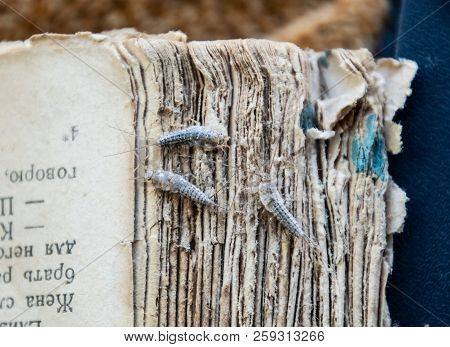 Silverfish Three Pieces On The Torn Cover Of An Old Book. Insect Feeding On Paper - Silverfish. Pest