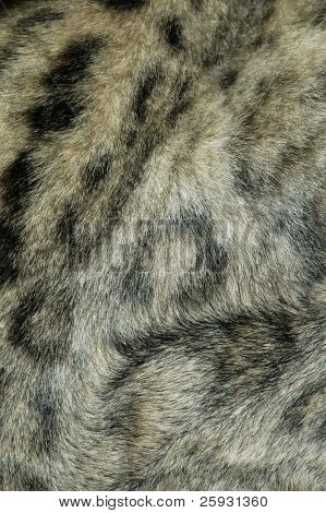 Pele de um leopardo da neve (Uncia uncia)